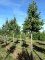 GINKGO biloba