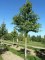 GINKGO biloba