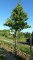 GINKGO biloba