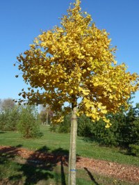 Arbre aux 40 écus