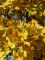 GINKGO biloba