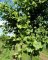 GINKGO biloba