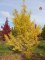 GINKGO biloba