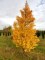 GINKGO biloba 'Saratoga'