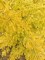 GINKGO biloba 'Saratoga'