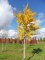 GINKGO biloba