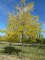 GLEDITSIA triacanthos f. 'Inermis'