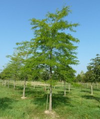 Févier d'Amérique 'Inermis'