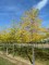 GLEDITSIA triacanthos 'Shademaster'