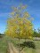 GLEDITSIA triacanthos 'Shademaster'