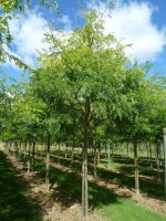 GLEDITSIA triacanthos 'Shademaster'