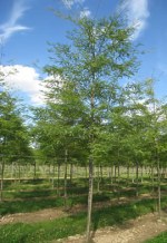 GLEDITSIA triacanthos f. 'Inermis'