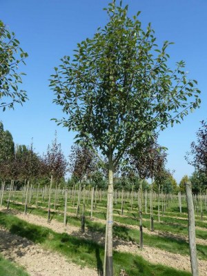 PRUNUS padus 'Watereri'