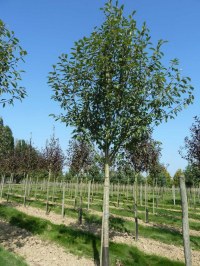 Cerisier à grappes 'Watereri'