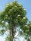 SORBUS x arnoldiana 'Schouten'