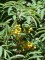 SORBUS x arnoldiana 'Schouten'