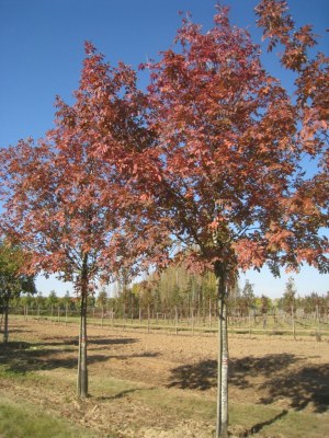 FRAXINUS ornus 'Louisa Lady'