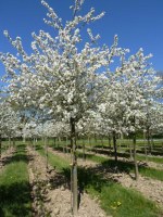 MALUS 'Everest' ® Perpetu