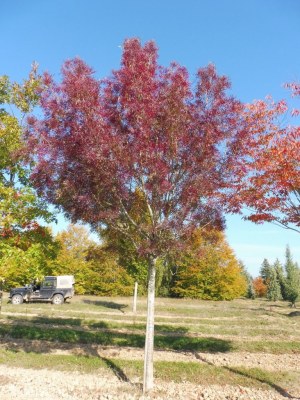 FRAXINUS angustifolia 'Raywood'