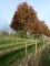 PHOTINIA x fraseri 'Red Robin'