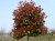 PHOTINIA x fraseri 'Red Robin'