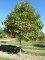 PLATANUS x acerifolia 'Alphen's Globe'