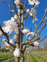 MAGNOLIA x loebneri 'Leonard Messel'