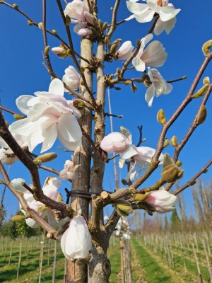 MAGNOLIA x loebneri 'Leonard Messel'