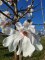 MAGNOLIA x loebneri 'Leonard Messel'