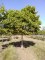 PLATANUS x acerifolia 'Alphen's Globe'