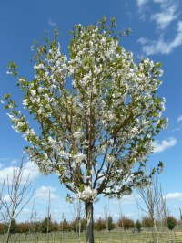 Cerisier à fleurs 'Umineko'