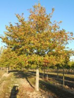 PLATANUS orientalis 'Minaret'