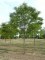 ZELKOVA serrata 'Flekova' Green Vase