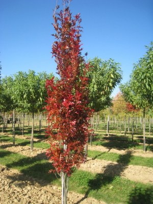 QUERCUS palustris GREEN PILLAR