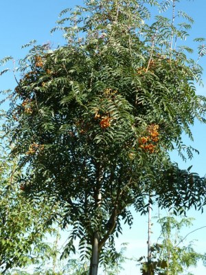 SORBUS x arnoldiana 'Schouten'