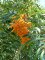 SORBUS x arnoldiana 'Schouten'