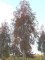 SORBUS x arnoldiana 'Schouten'