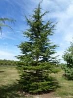 CEDRUS libanii