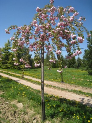 PRUNUS serrulata "Kiku Shidare" (Sakura)