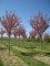 PRUNUS serrulata 'Kanzan' (New Red)