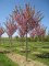 PRUNUS serrulata 'Kanzan' (New Red)