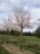 PRUNUS 'Yedoensis'