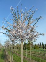 PRUNUS 'Yedoensis'