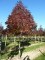 FRAXINUS americana 'Autumn Applause'