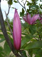 MAGNOLIA 'Spectrum'
