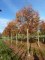 ZELKOVA serrata 'Flekova' Green Vase