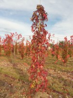 LIQUIDAMBAR styraciflua 'Slender Silhouette'