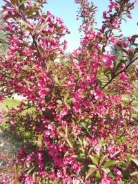 Pommier à fleurs 'Prairie Fire'