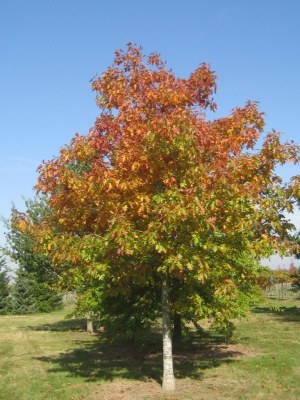 QUERCUS rubra (borealis)