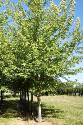 ACER saccharinum (dasycarpum)